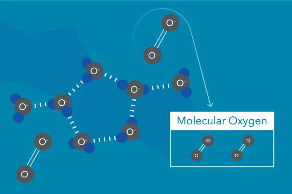 溶解在水中的分子氧（圈）。分子氧不是來自水分子中的氧（ H2O ).